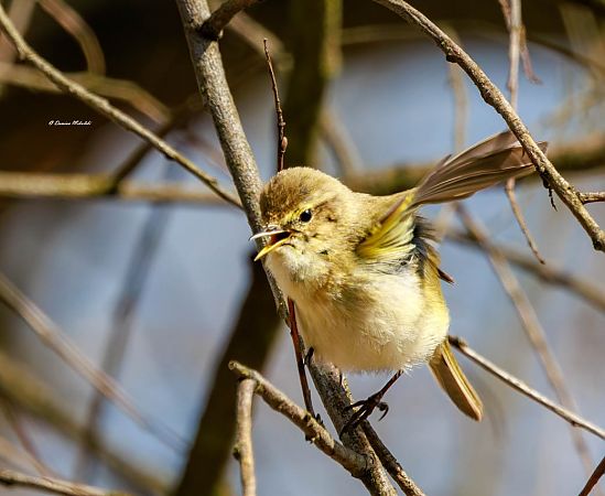 pierwiosnek  - Damian Mikulski