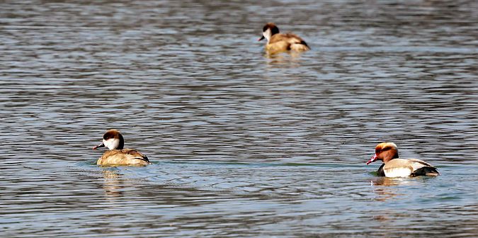 hełmiatka  - Damian Mikulski