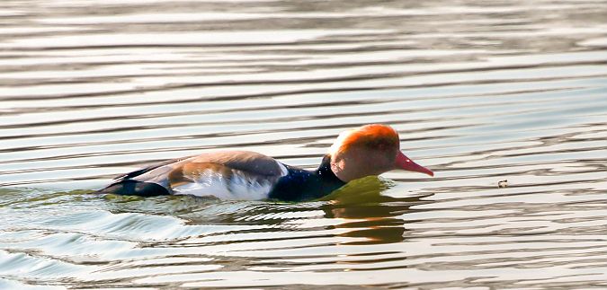 hełmiatka  - Damian Mikulski