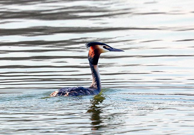 perkoz dwuczuby  - Damian Mikulski