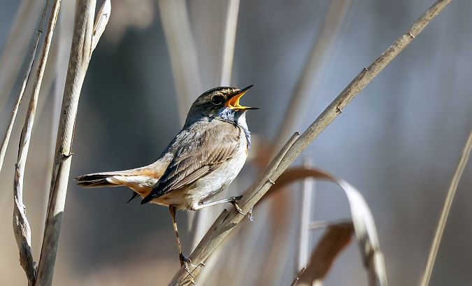 podróżniczek (ssp. cyanecula)  - Damian Mikulski