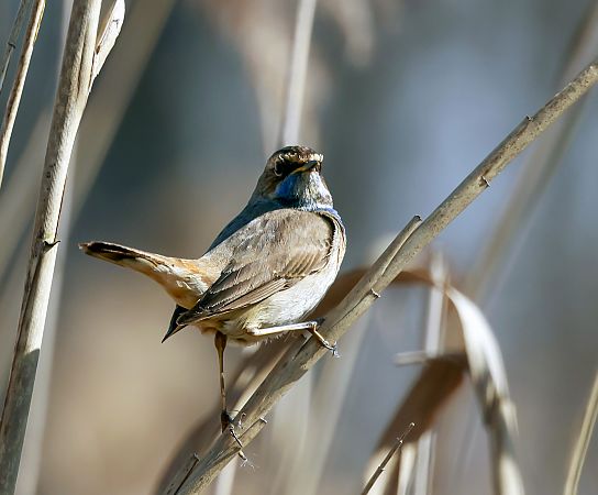 Gorgebleue à miroir blanc  - Damian Mikulski