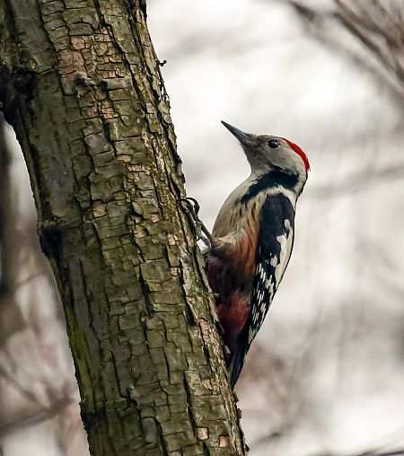 dzięcioł średni  - Damian Mikulski