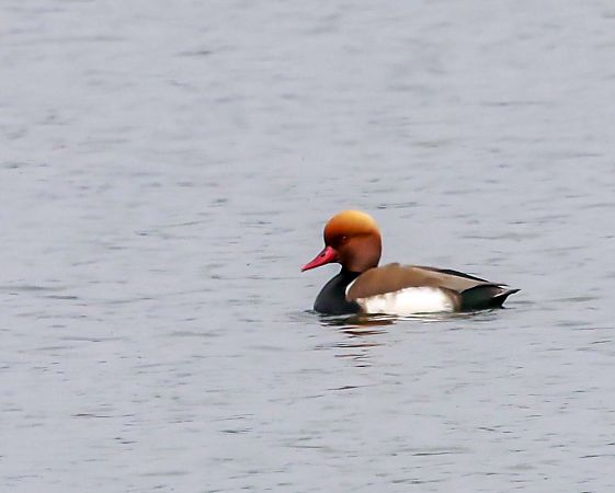 hełmiatka  - Damian Mikulski