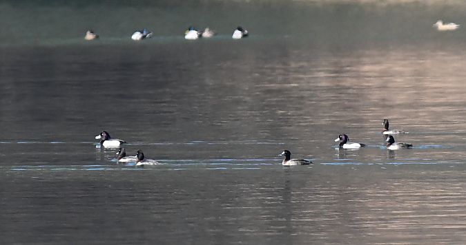 Fuligule milouinan  - Dawid Ciosek