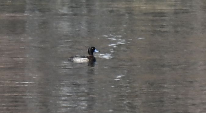 ogorzałka  - Dawid Ciosek