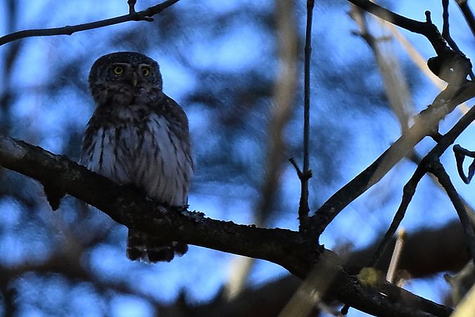 Eurasian Pygmy Owl  - Dawid Ciosek