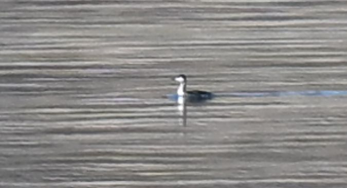 Grèbe esclavon  - Dawid Ciosek