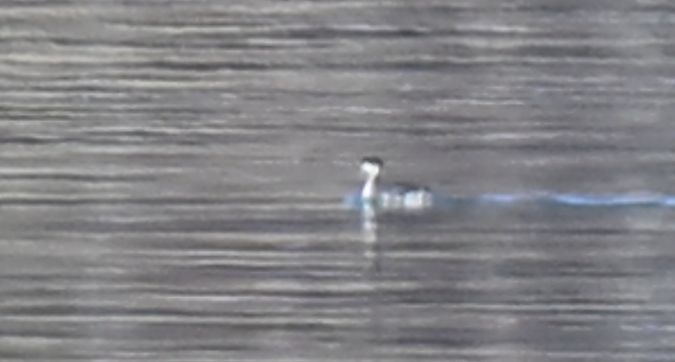 Ohrentaucher  - Dawid Ciosek