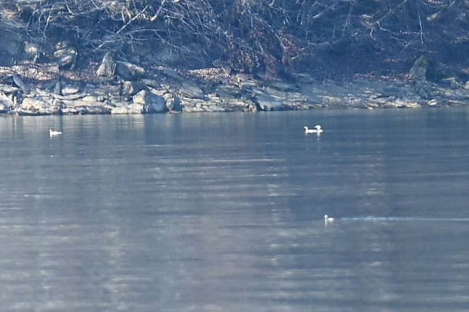 Ohrentaucher  - Dawid Ciosek