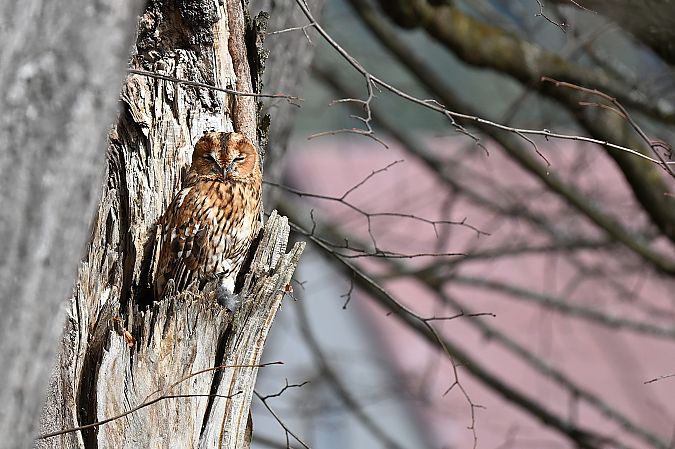 puszczyk  - Dawid Ciosek