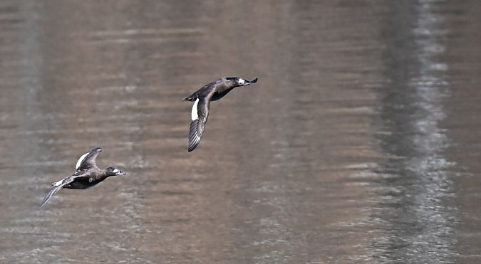 uhla  - Dawid Ciosek