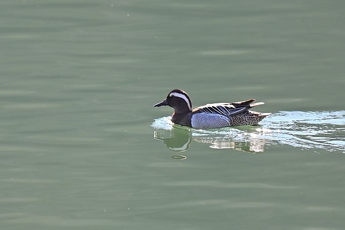 cyranka  - Dawid Ciosek