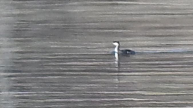 Ohrentaucher  - Dawid Ciosek