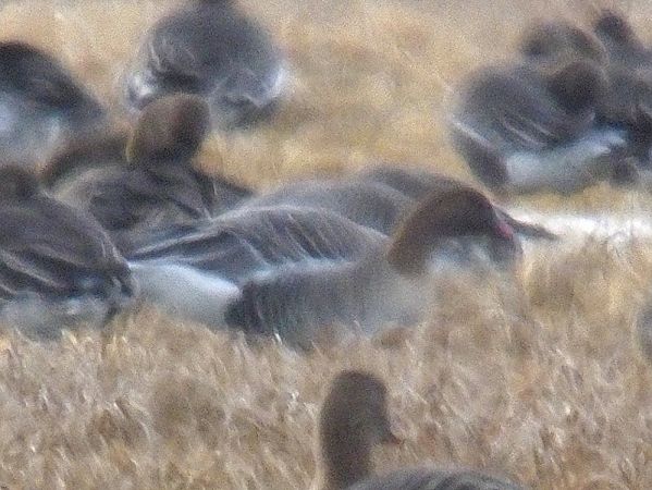 gęś krótkodzioba  - Wojciech Plata