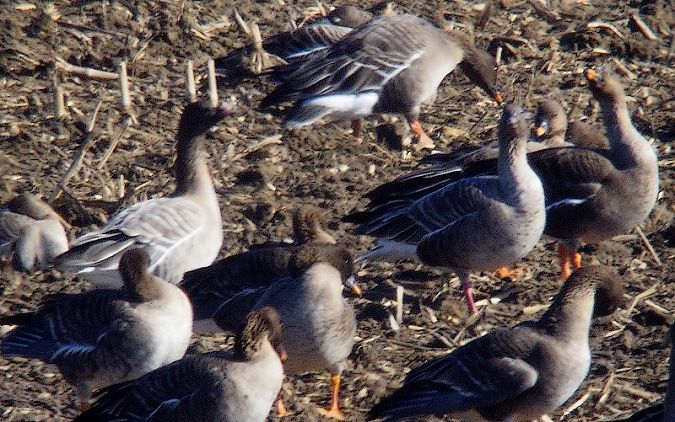 Kurzschnabelgans  - Wojciech Plata