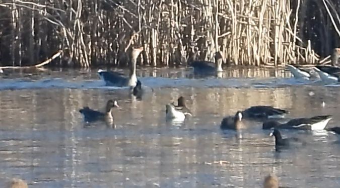 Oie naine  - Daniel Boruchalski