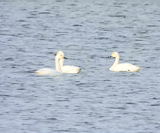 Zwergschwan  - Daniel Boruchalski