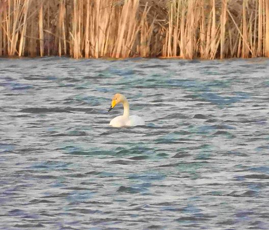 łabędź krzykliwy  - Daniel Boruchalski