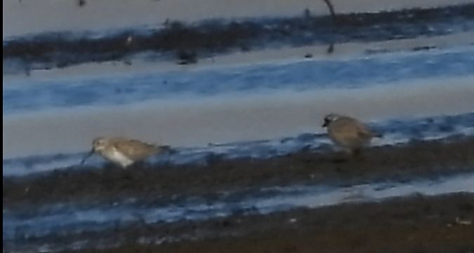 biegus zmienny  - Daniel Boruchalski