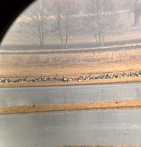 Bernache nonnette  - Patrycja Rybaczewska