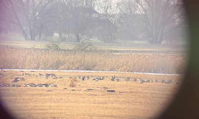 Bernache nonnette  - Patrycja Rybaczewska