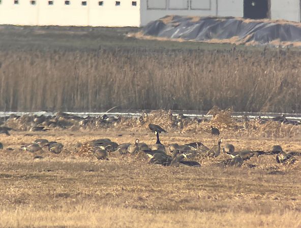 Weisswangengans  - Patrycja Rybaczewska