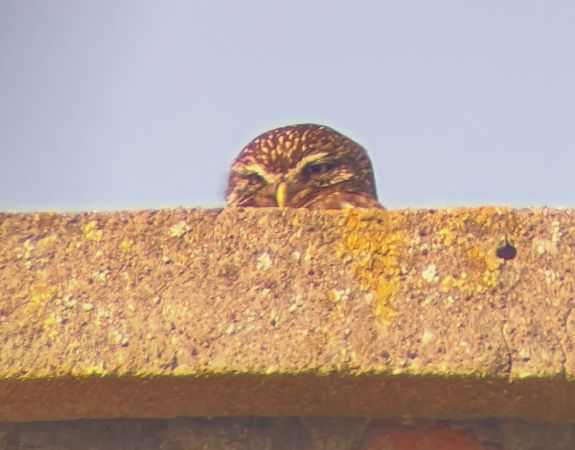 Chevêche d'Athéna  - Patrycja Rybaczewska