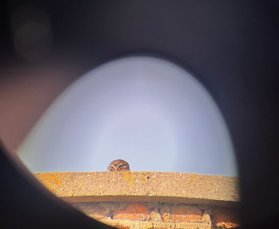 Steinkauz  - Patrycja Rybaczewska