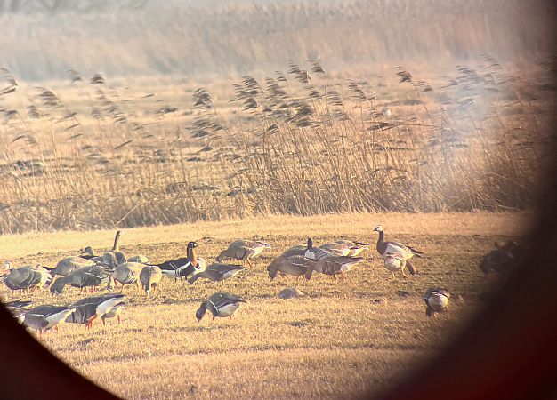 bernikla rdzawoszyja  - Patrycja Rybaczewska