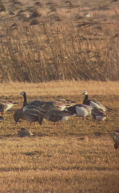 bernikla białolica  - Patrycja Rybaczewska