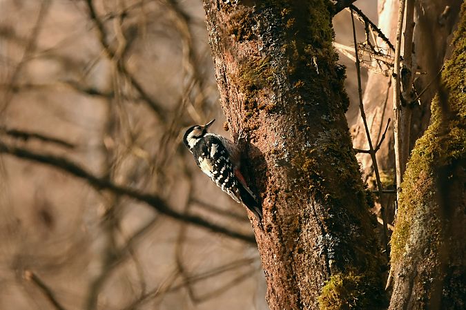 dzięcioł białogrzbiety  - Filip Mitręga