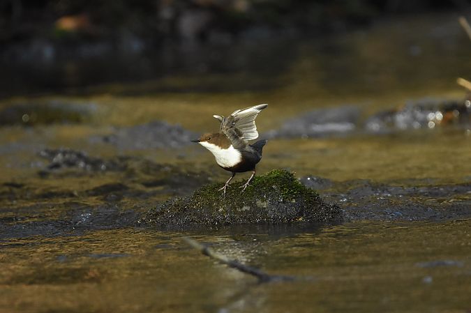 Wasseramsel  - Filip Mitręga