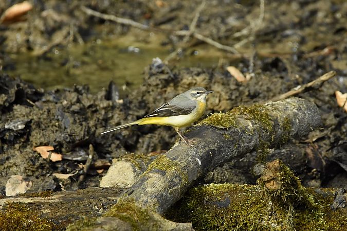 pliszka górska  - Filip Mitręga