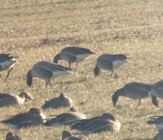 Kurzschnabelgans  - Adam Loręcki