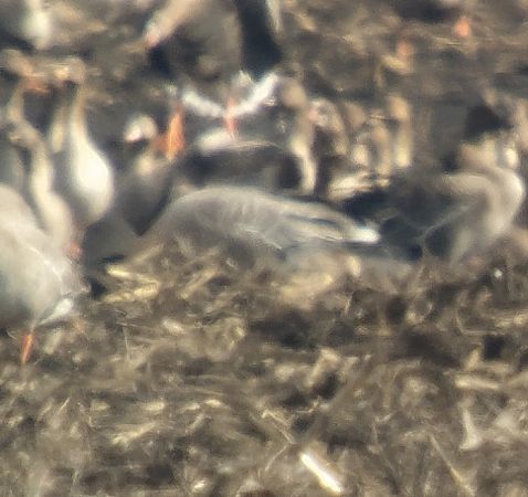 Kurzschnabelgans  - Adam Loręcki