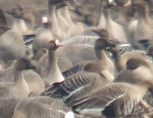 Oie à bec court  - Adam Loręcki