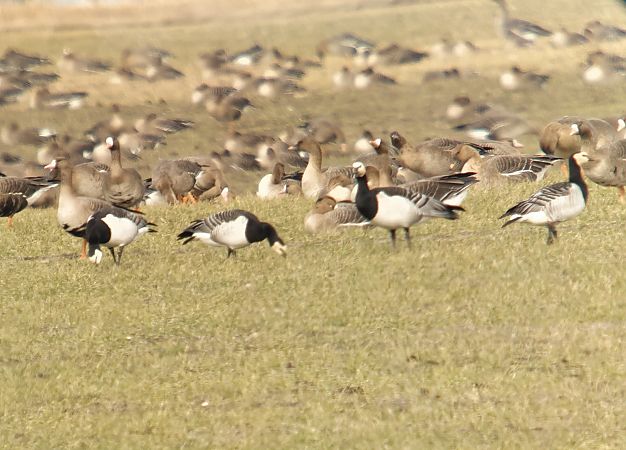 Weisswangengans  - Adam Loręcki