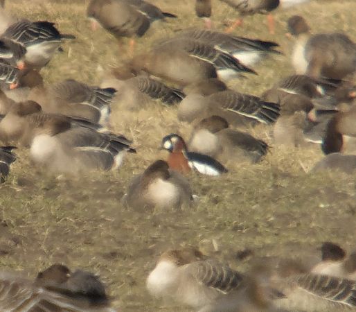 Rothalsgans  - Adam Loręcki