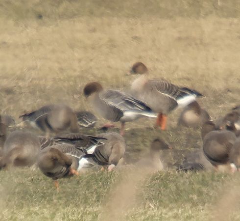 Kurzschnabelgans  - Adam Loręcki