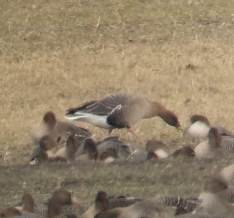 Oie à bec court  - Adam Loręcki