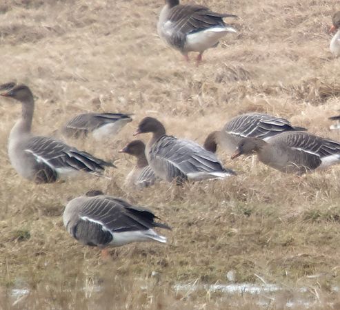 Kurzschnabelgans  - Adam Loręcki