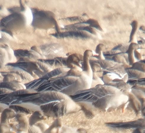 gęś krótkodzioba  - Adam Loręcki