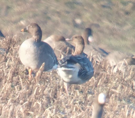gęś krótkodzioba  - Adam Loręcki