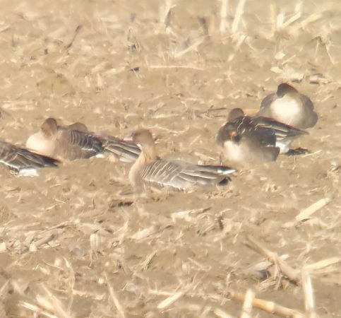 gęś krótkodzioba  - Adam Loręcki