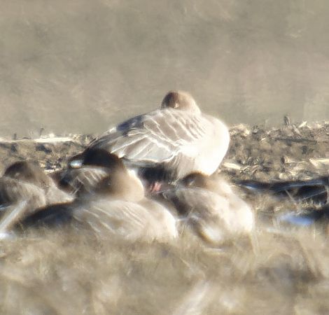 Kurzschnabelgans  - Adam Loręcki