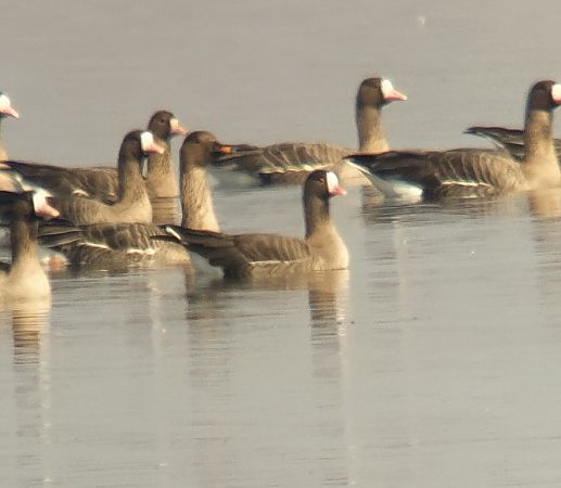 Zwerggans  - Adam Loręcki
