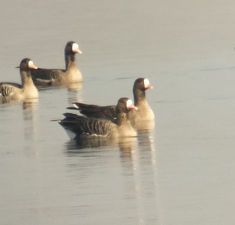 gęś mała  - Adam Loręcki