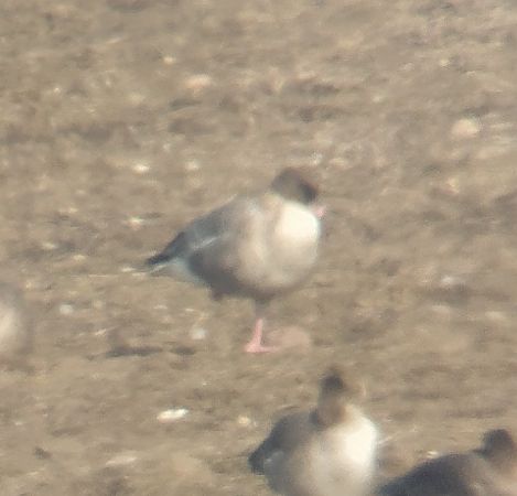 Oie à bec court  - Adam Loręcki