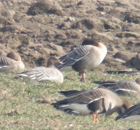 Kurzschnabelgans  - Adam Loręcki